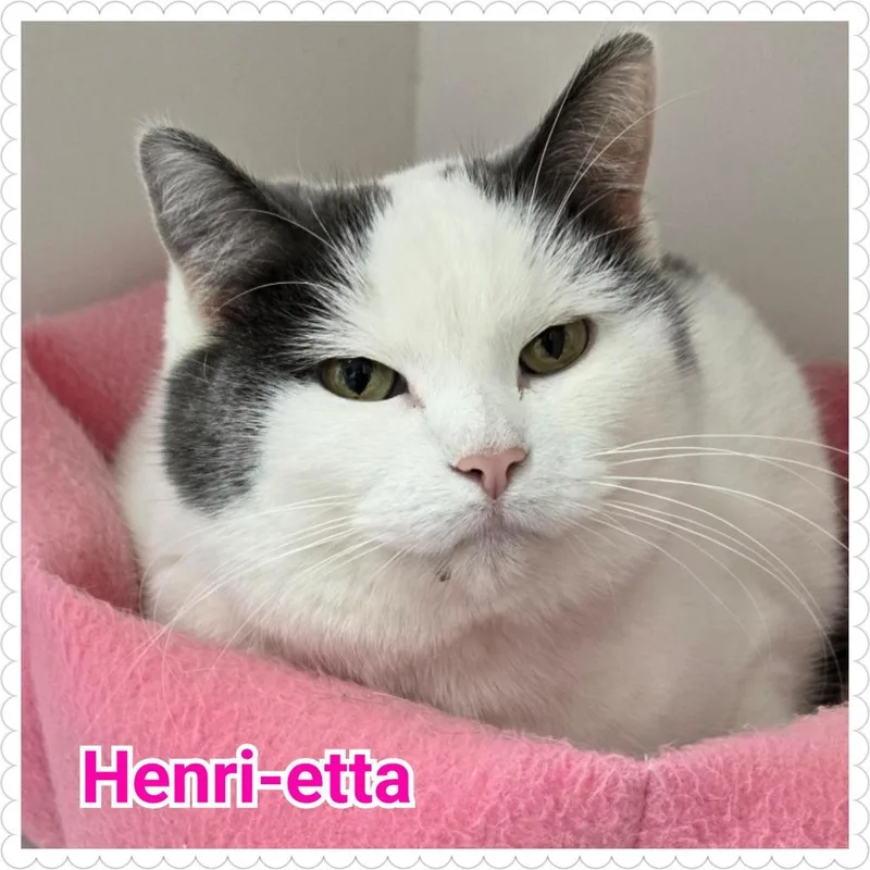 A senior medium-sized female Domestic Short Hair cat named Henrietta for adoption in North Saint Paul, MN