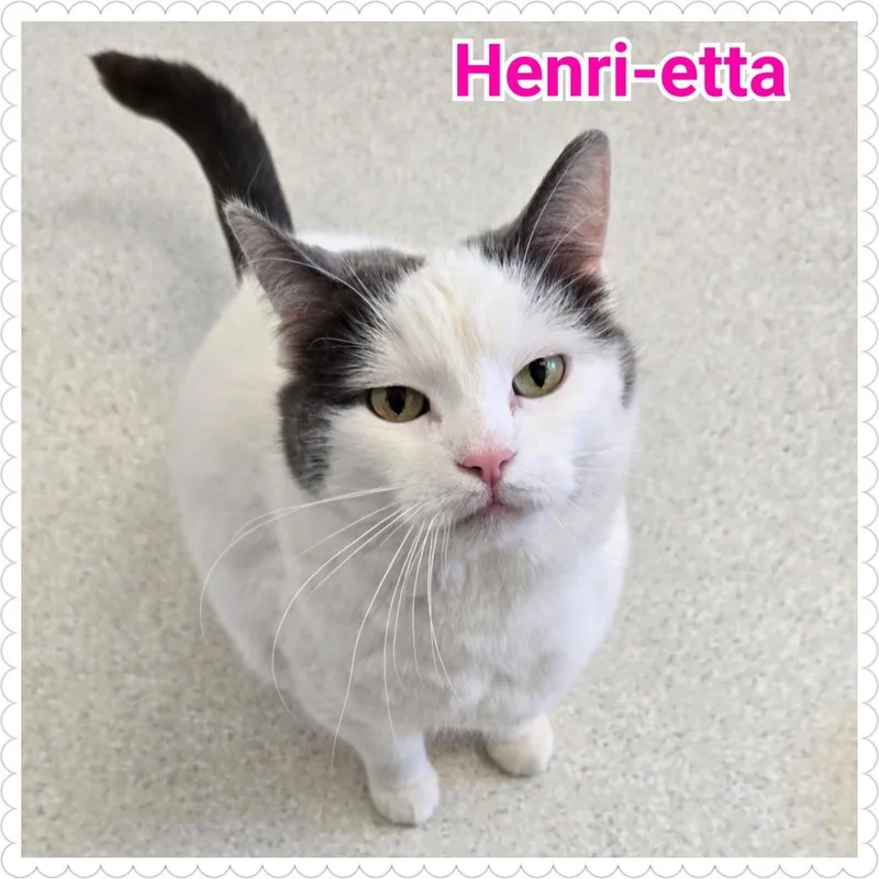 Henrietta thumbnail 2