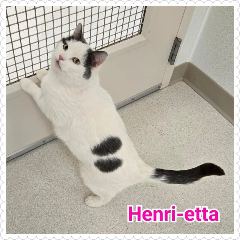 Henrietta thumbnail 3