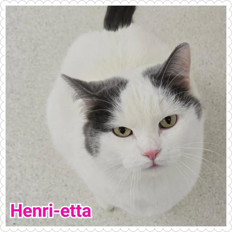 Henrietta thumbnail 4