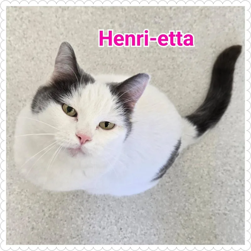 Henrietta thumbnail 5
