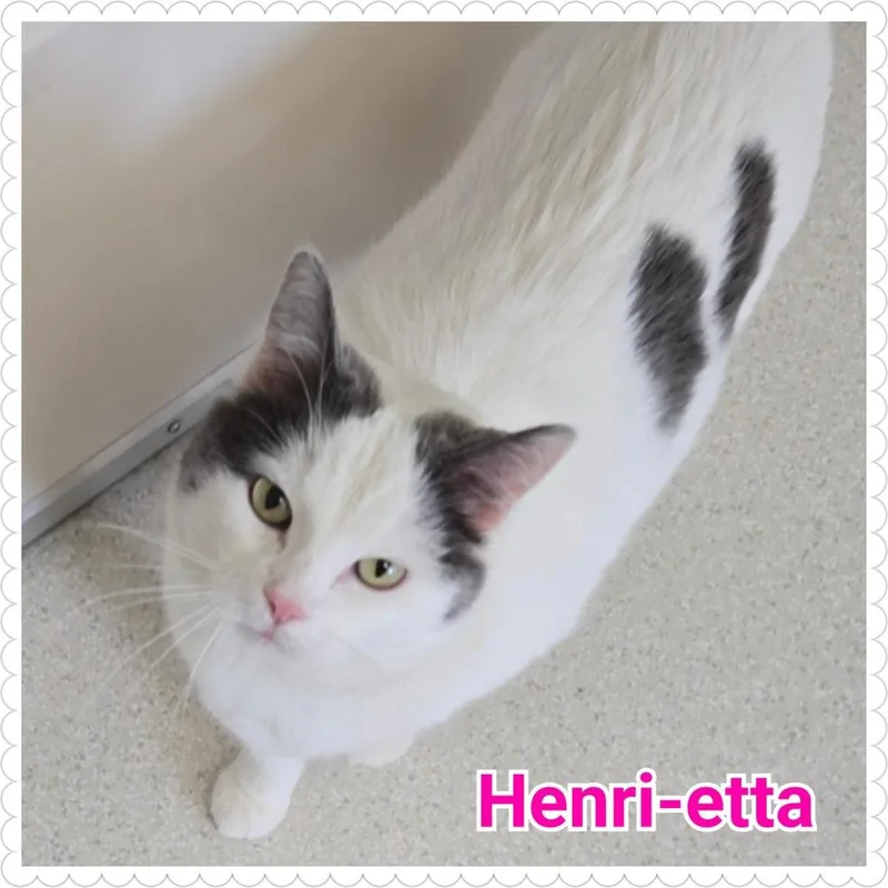 Henrietta thumbnail 6