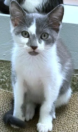 A baby small-sized male Domestic Short Hair cat named Cubby for adoption in Washington, DC