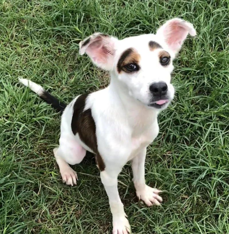 Millie