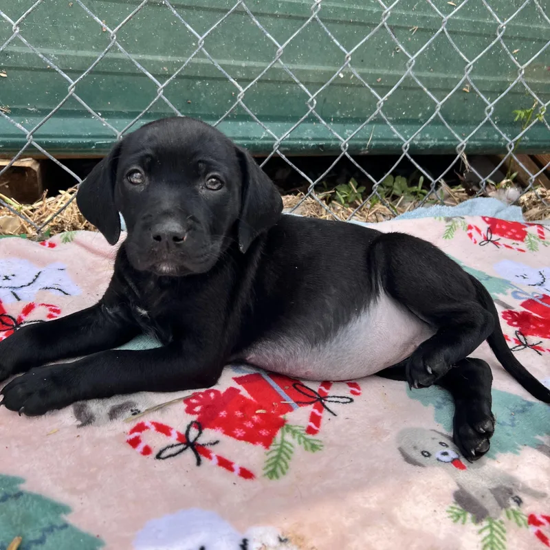 Hailey Huzzah thumbnail 2