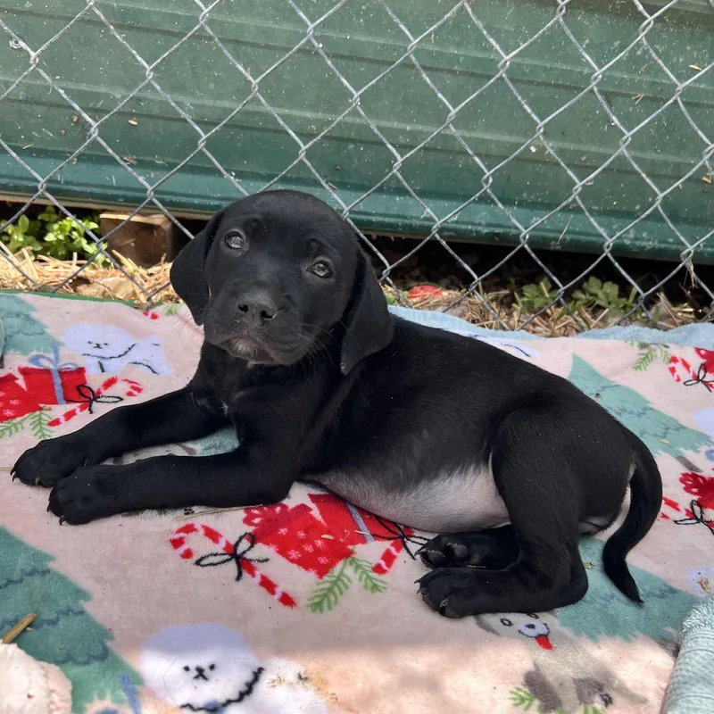 Hailey Huzzah thumbnail 3