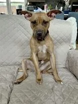 A young medium-sized male Apricot / Beige Shepherd dog named Augi for adoption in Denton, TX
