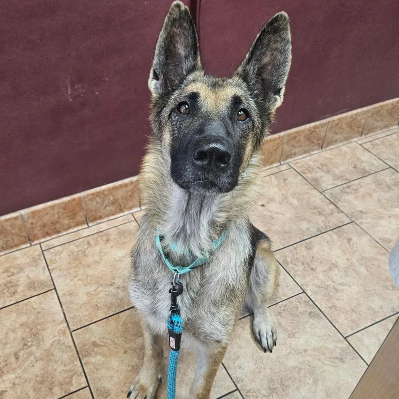 An adult large-sized female Yellow / Tan / Blond / Fawn German Shepherd Dog dog named Oaklyn for adoption in Tulsa, OK