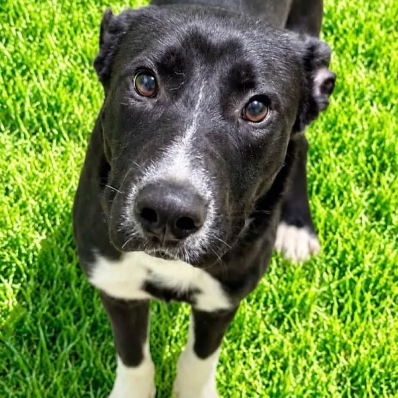 A baby medium-sized male Black Labrador Retriever dog named Nemo for adoption in Battle Creek, MI