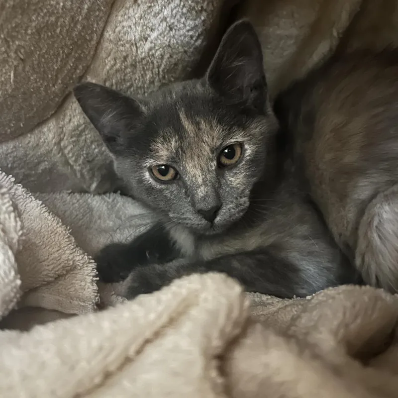 Mal thumbnail 2