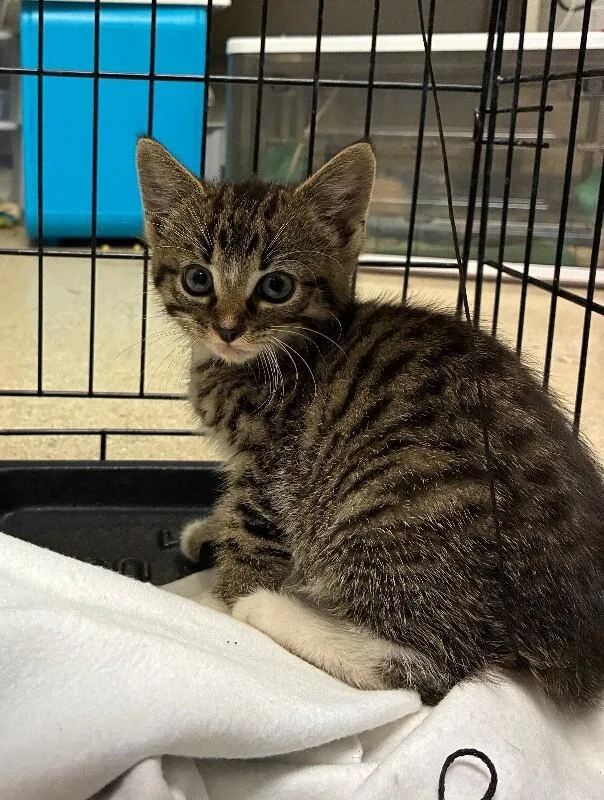 A young small-sized male Tabby (Brown / Chocolate) Domestic Short Hair cat named Ivan for adoption in Cincinnati, OH
