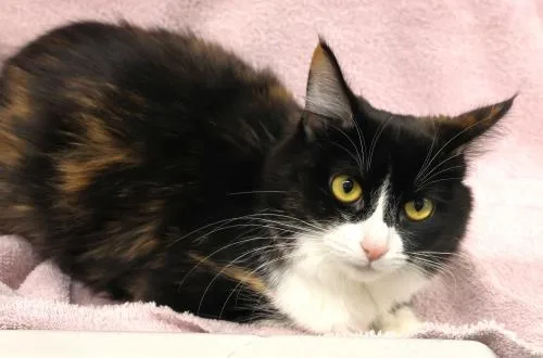 A young medium-sized female Domestic Medium Hair cat named Lola for adoption in Thief River Falls, MN