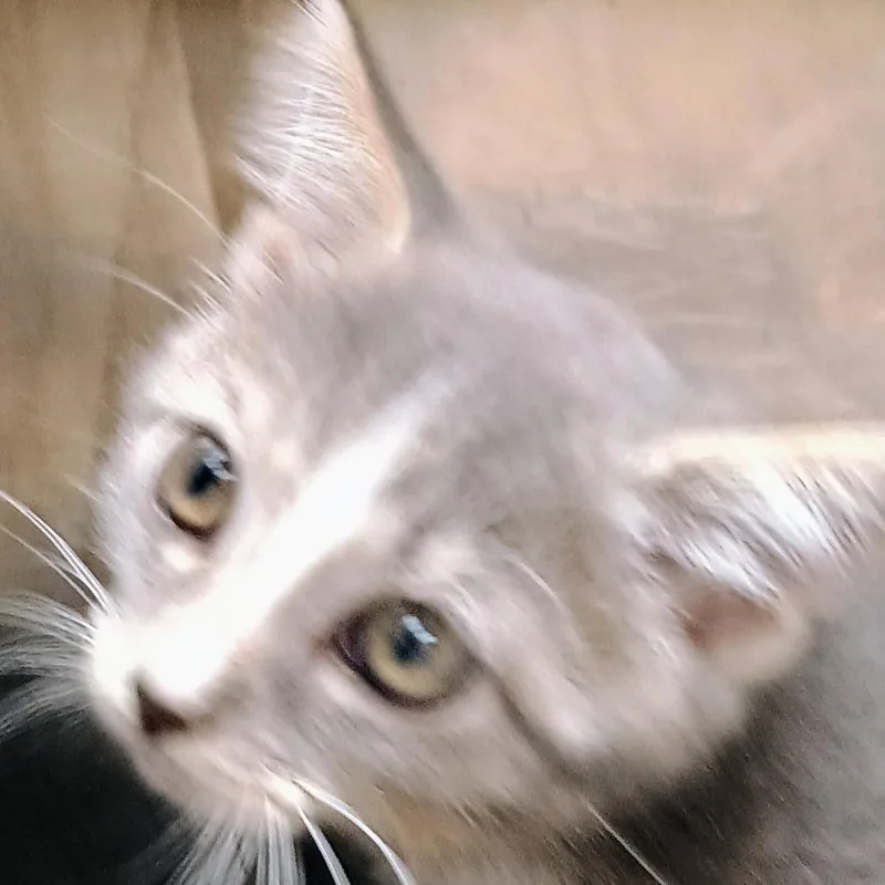 A baby small-sized male Gray / Blue / Silver Domestic Short Hair cat named Forge for adoption in Palestine, TX