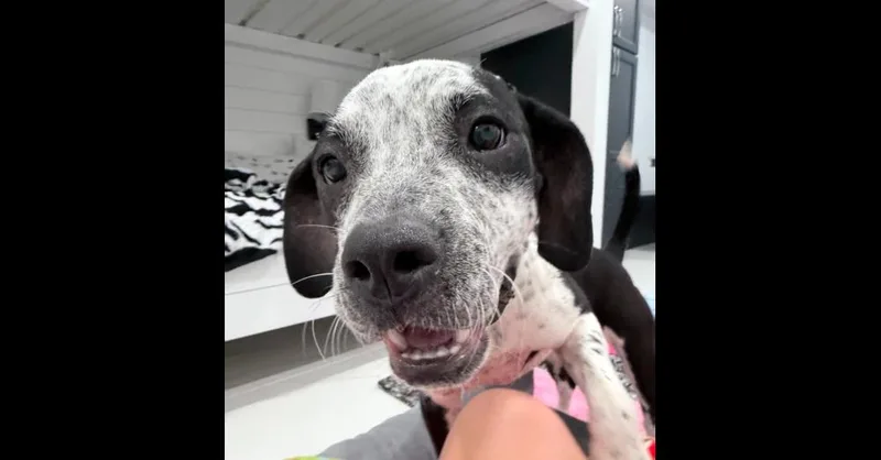 A baby medium-sized female Bluetick Coonhound dog named CiCi for adoption in Youngsville, NC