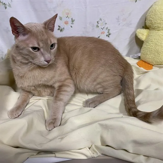 An adult medium-sized male Domestic Short Hair cat named Garfield for adoption in Modesto, CA