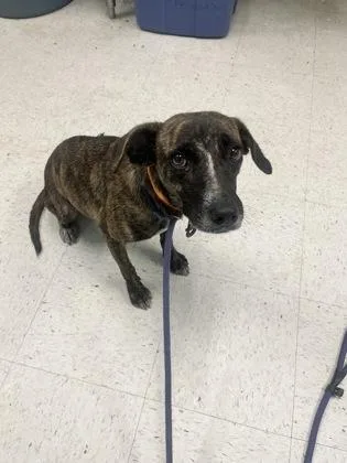 An adult medium-sized female Mixed Breed dog named Gabrielle for adoption in Gulfport, MS