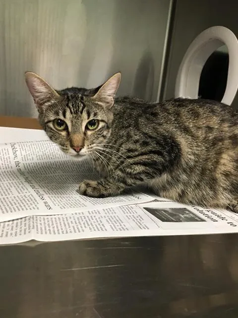 An adult large-sized female Domestic Short Hair cat named Bella for adoption in Dallas, TX