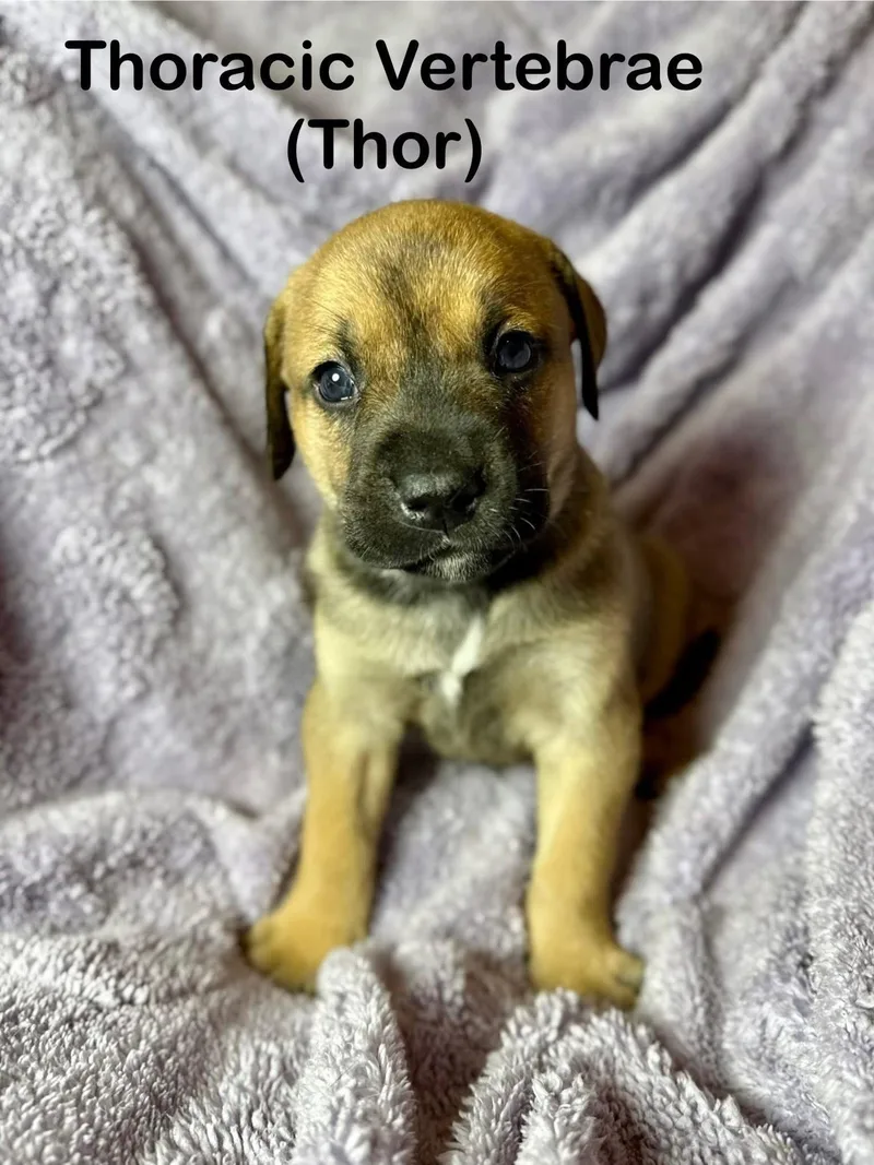 A baby medium-sized female Mixed Breed dog named Thor for adoption in Duluth, MN