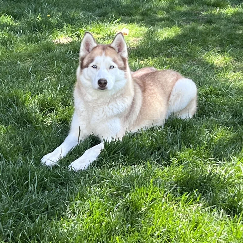 An adult medium-sized female Red / Chestnut / Orange Siberian Husky dog named Sophie for adoption in Waterford, MI