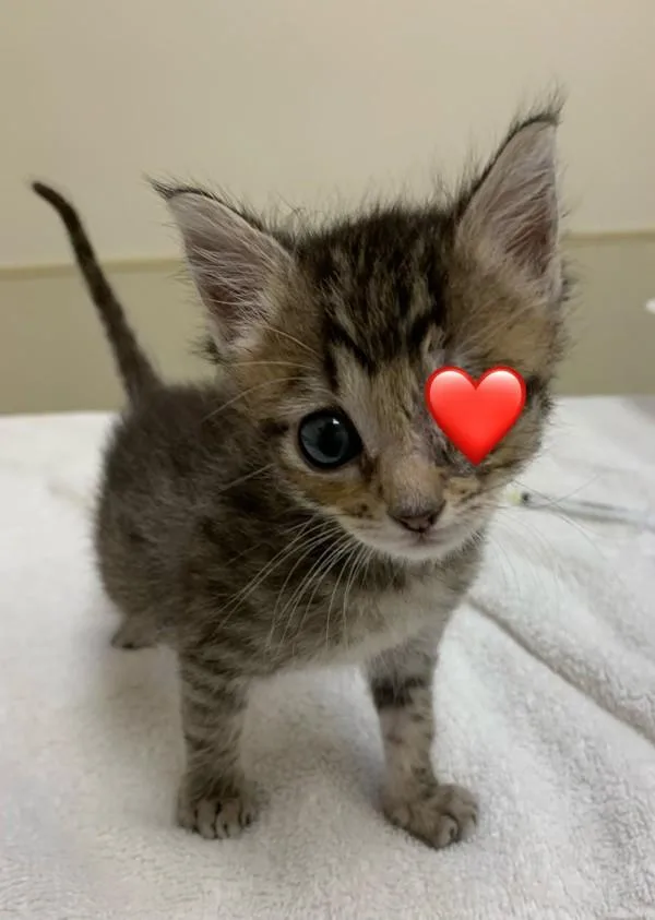 A baby small-sized male Domestic Short Hair cat named Young for adoption in Santa Rosa, CA