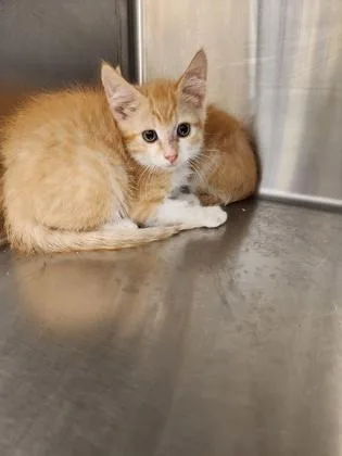 A baby small-sized male Domestic Short Hair cat named Tootsie for adoption in Independence, MO