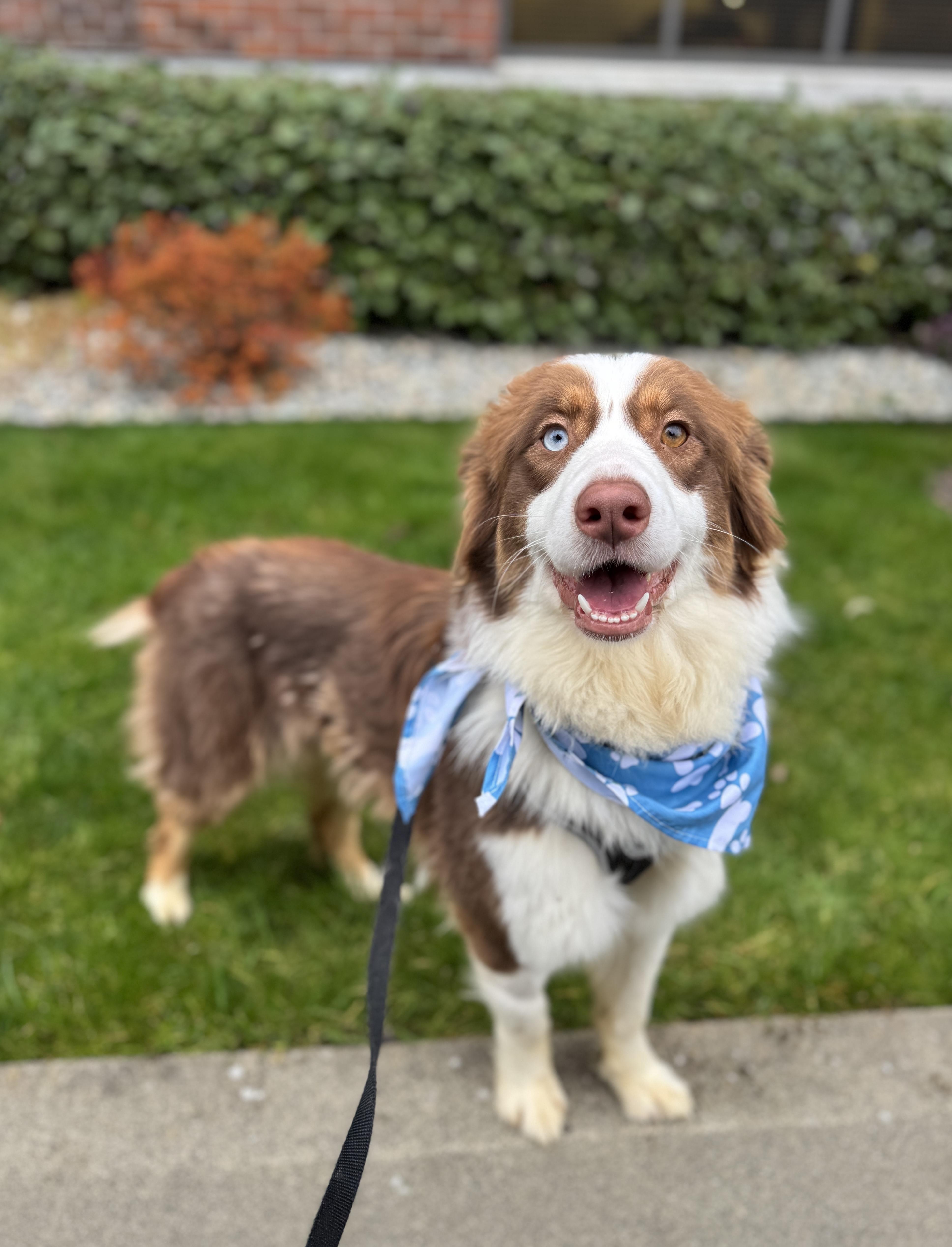 Hickory