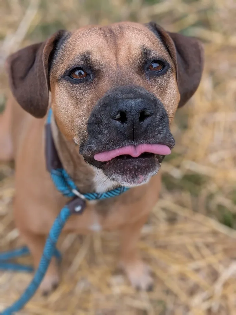 An adult medium-sized female Yellow / Tan / Blond / Fawn Pit Bull Terrier dog named Viviana for adoption in Chicago, IL