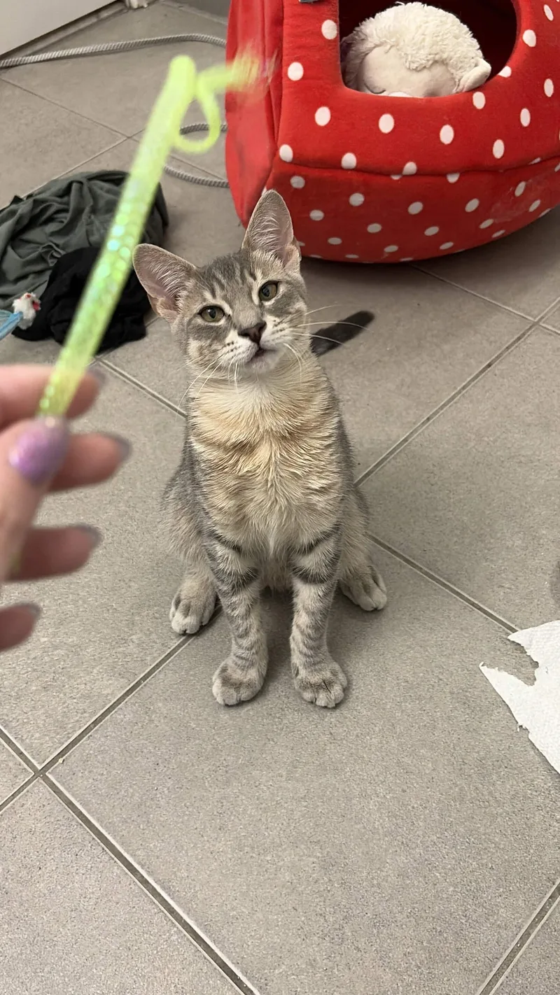 A baby medium-sized male Tabby (Gray / Blue / Silver) Domestic Short Hair cat named Samwise for adoption in Weehawken, NJ