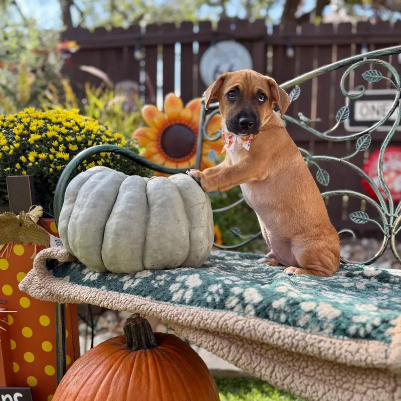 A baby small-sized male Chihuahua dog named Jackson for adoption in Northampton, MA