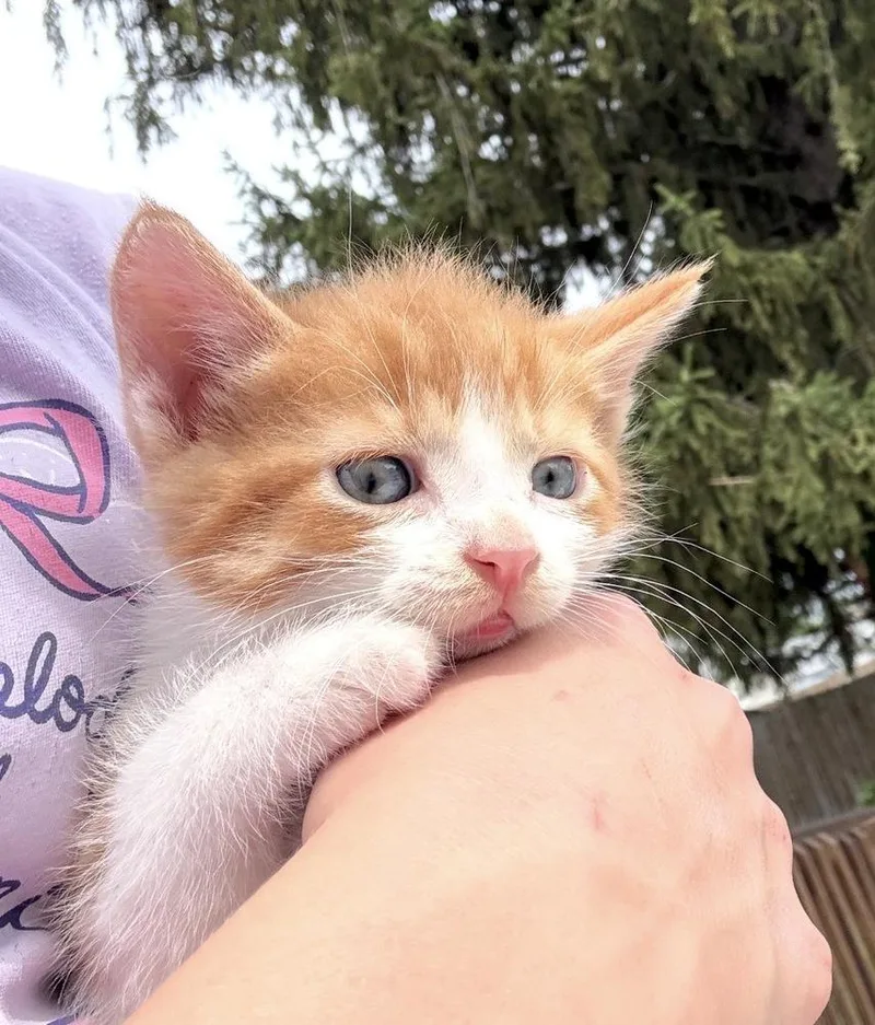 A baby small-sized male Orange & White Domestic Short Hair cat named Maple Syrup Ott for adoption in Poplar Grove, IL