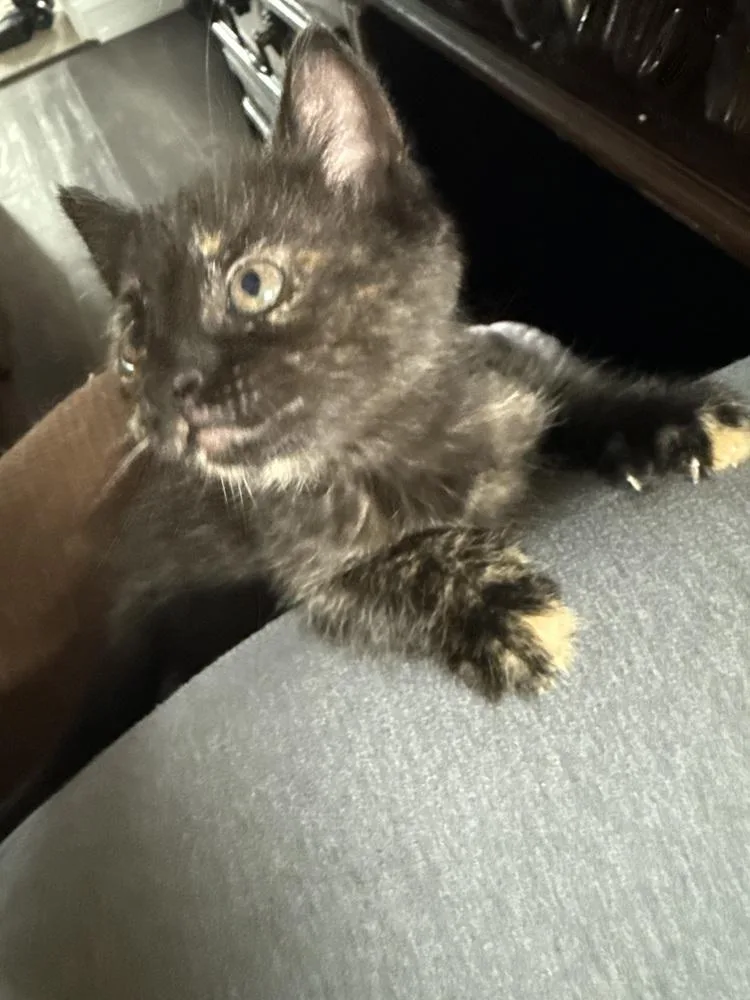 A baby medium-sized female Domestic Short Hair cat named Cyrin for adoption in Clinton Township, MI