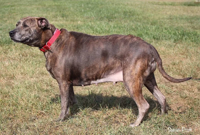 Rosie