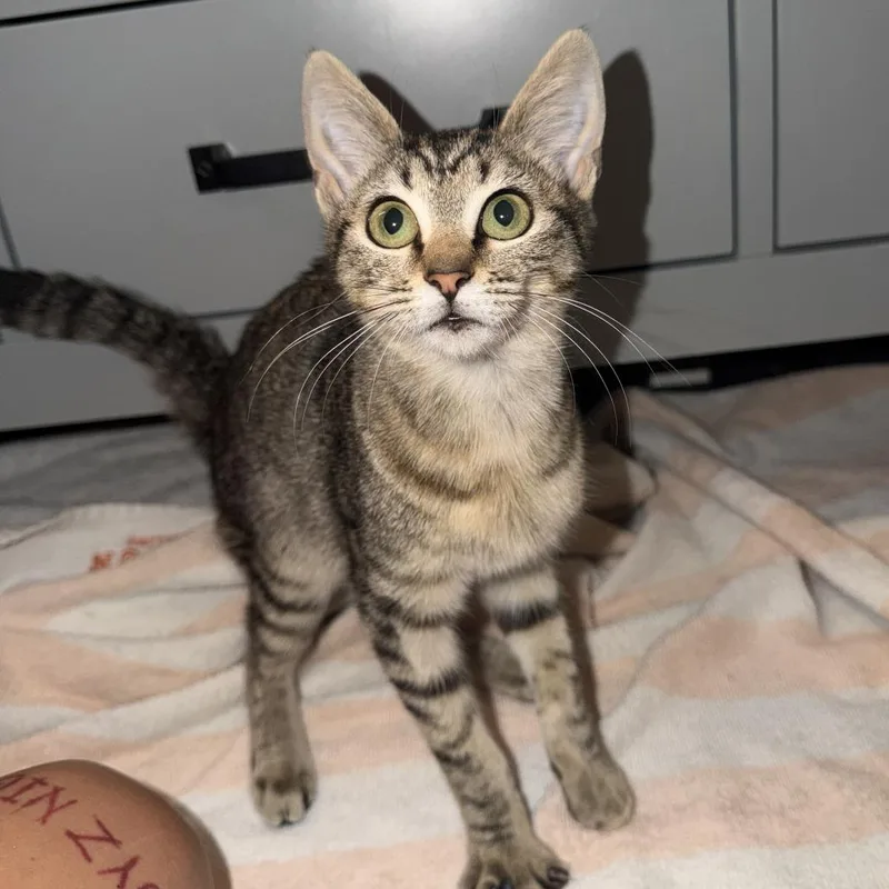 A baby small-sized female Brown / Chocolate Domestic Short Hair cat named Avril for adoption in Long Beach, CA