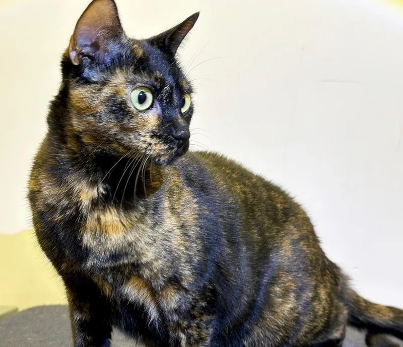 A young medium-sized female Domestic Short Hair cat named Rebecca for adoption in Deltona, FL