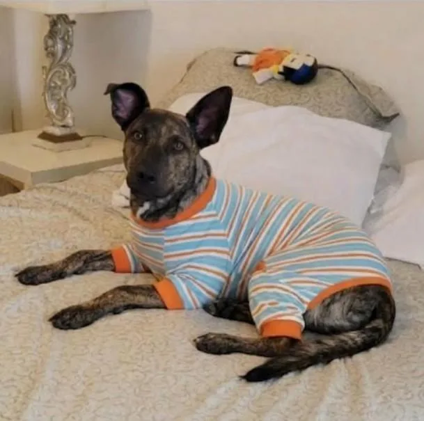 A baby medium-sized male Dutch Shepherd dog named Timmy Love and for adoption in Baytown, TX