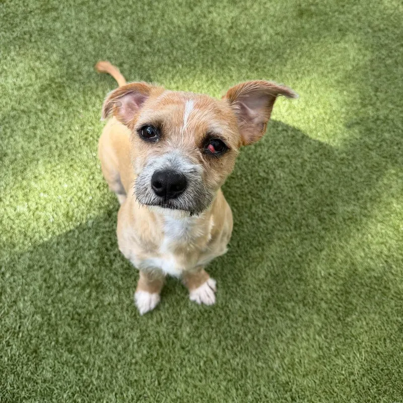 A young small-sized female Yellow / Tan / Blond / Fawn Mixed Breed dog named LuLu for adoption in Titusville, FL