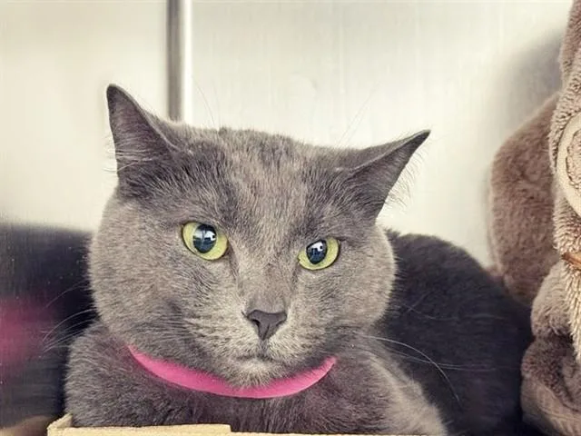 An adult medium-sized female Domestic Short Hair cat named Belle for adoption in Saint Louis, MO