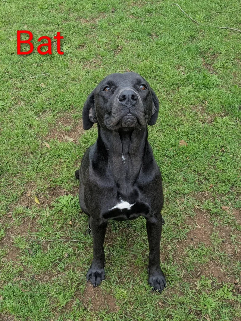 Bat Dixon thumbnail 3