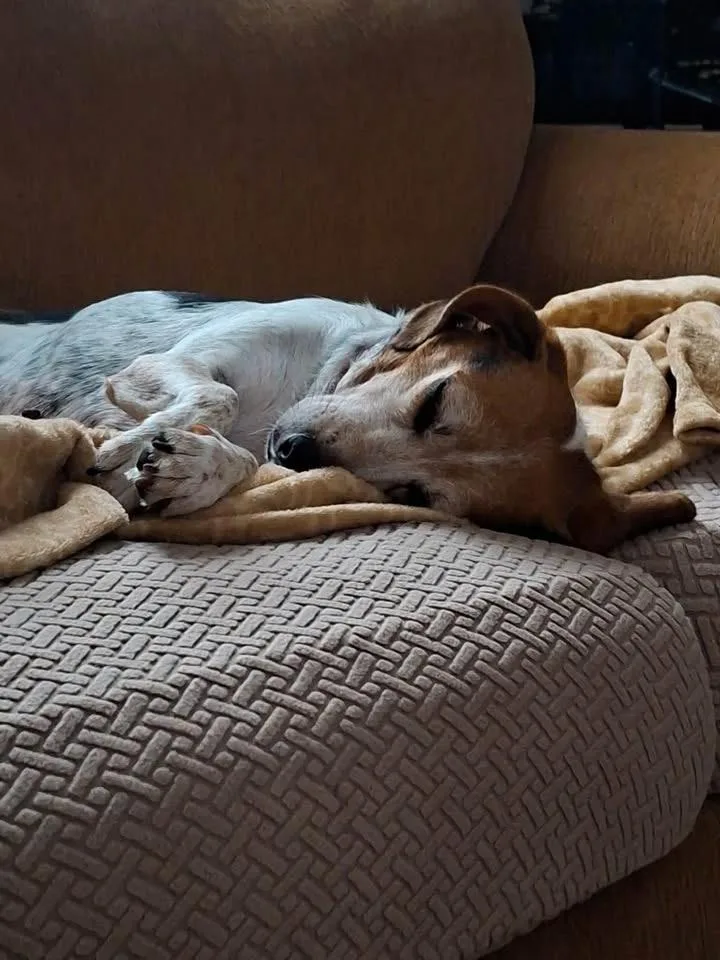 An adult medium-sized female Beagle dog named Sundae for adoption in Succasunna, NJ