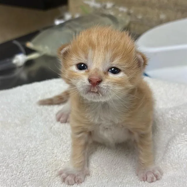 A baby small-sized female Domestic Short Hair cat named Lila for adoption in Riverside, CA