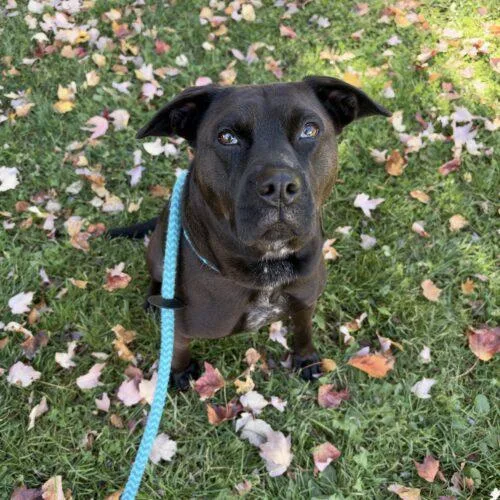 An adult medium-sized female Black Labrador Retriever dog named Ginny Dixon for adoption in Rockaway, NJ