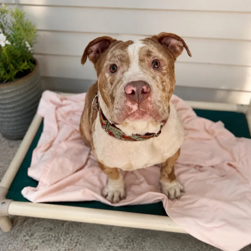 An adult medium-sized male Gray / Blue / Silver English Bulldog dog named Milkshake for adoption in Hopkinton, MA