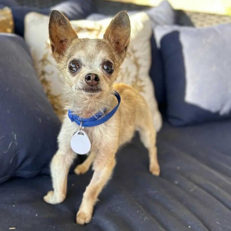 A senior small-sized male Yellow / Tan / Blond / Fawn Chihuahua dog named Hermey for adoption in Ramona, CA