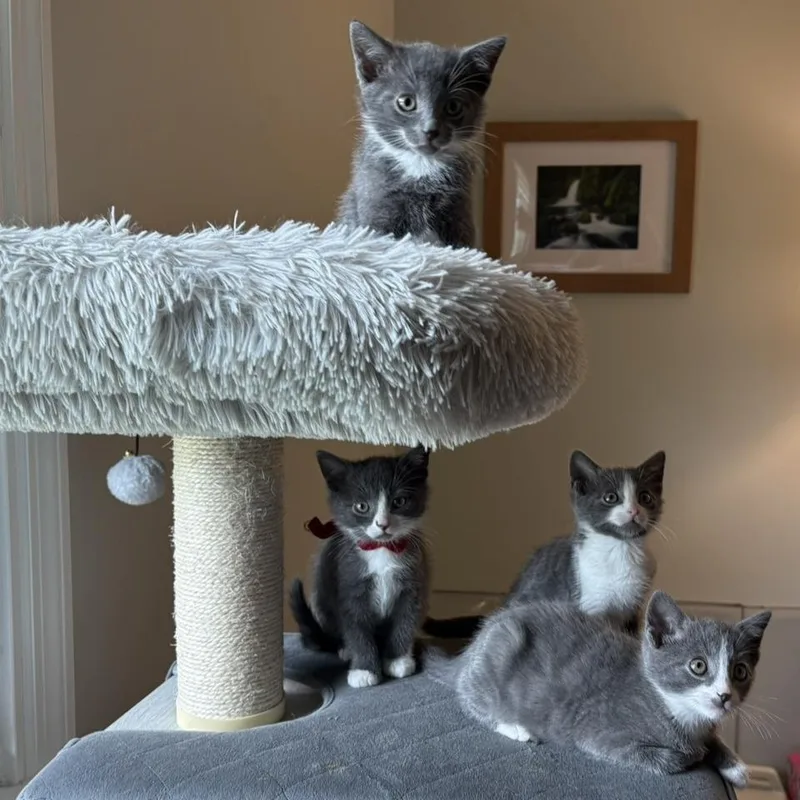 A baby small-sized female Gray / Blue / Silver Domestic Short Hair cat named Nami for adoption in Lexington, KY