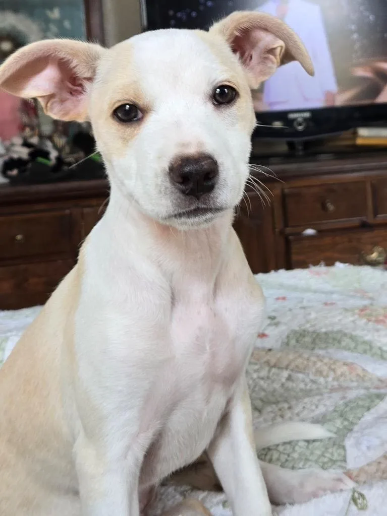 A young medium-sized female Labrador Retriever dog named Audrey for adoption in Mustang, OK