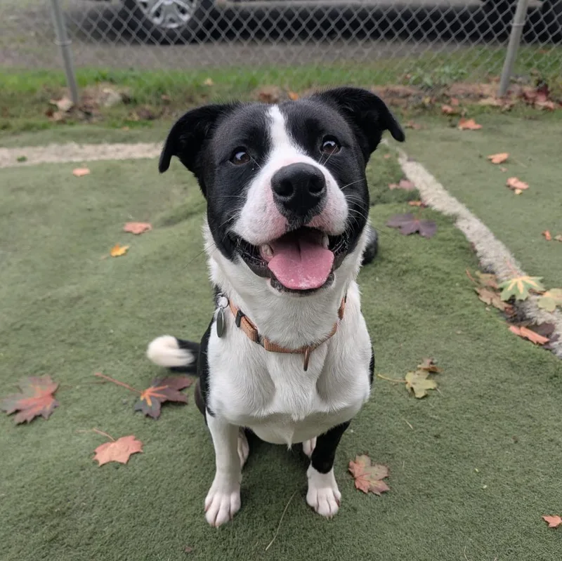 A young medium-sized male Pit Bull Terrier dog named Bear for adoption in Aberdeen, WA