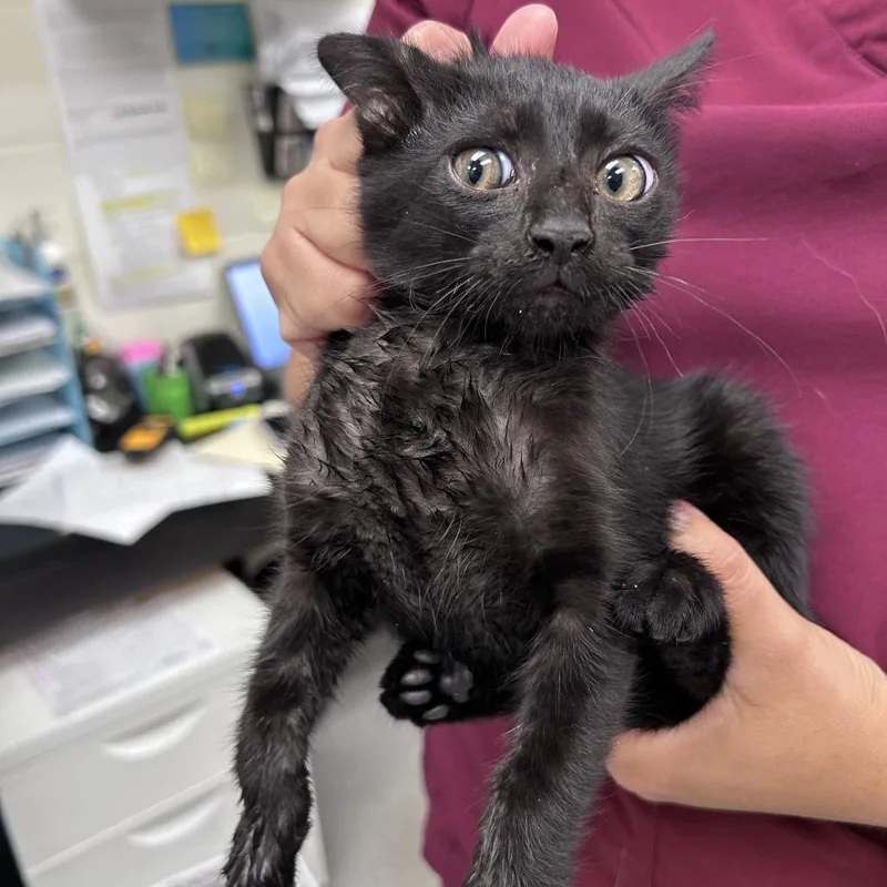 A baby small-sized male Black Domestic Short Hair cat named Asphalt for adoption in Bastrop, TX