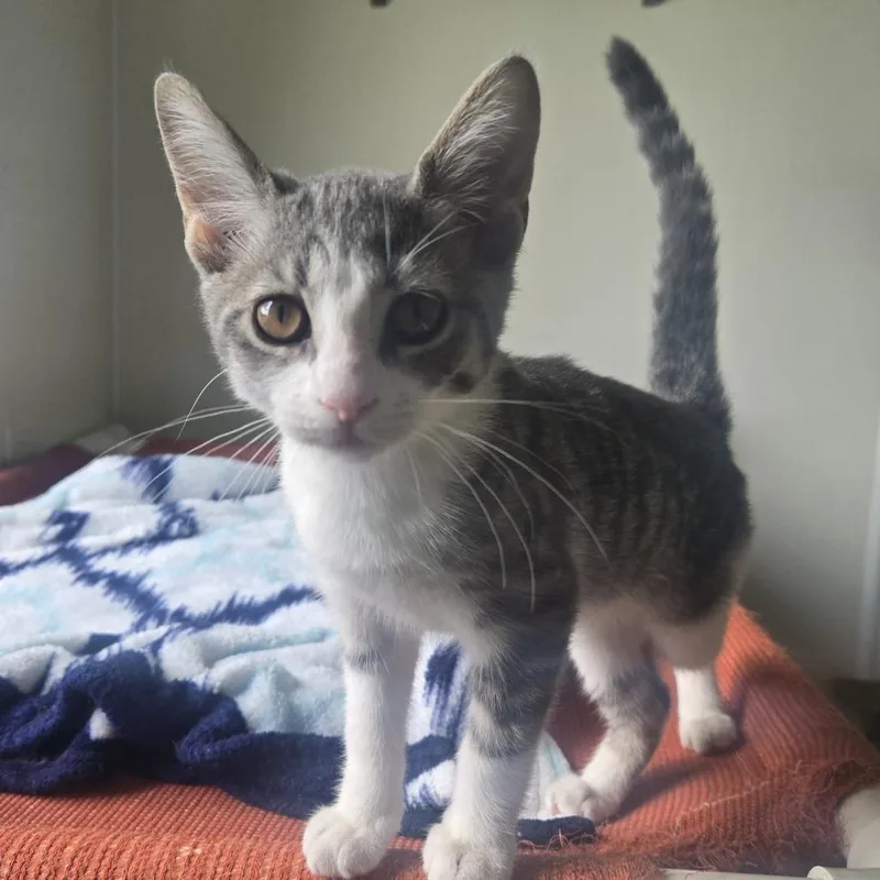 A baby small-sized female White Domestic Short Hair cat named Gracie for adoption in Tawas City, MI