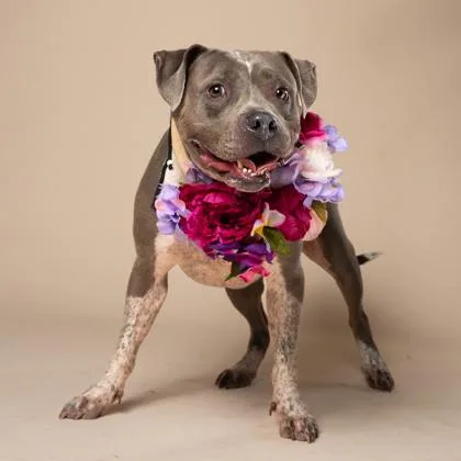 An adult large-sized female Pit Bull Terrier dog named Princess for adoption in Atlanta, GA