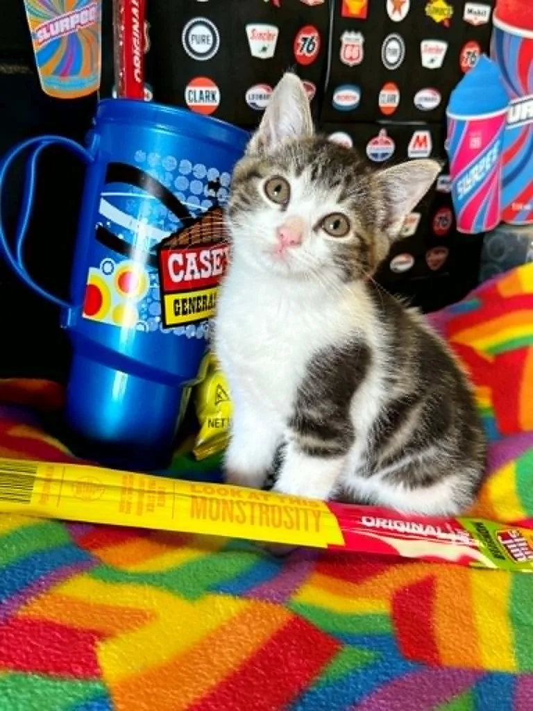 A baby small-sized male Domestic Short Hair cat named Slim Jim for adoption in Effingham, IL